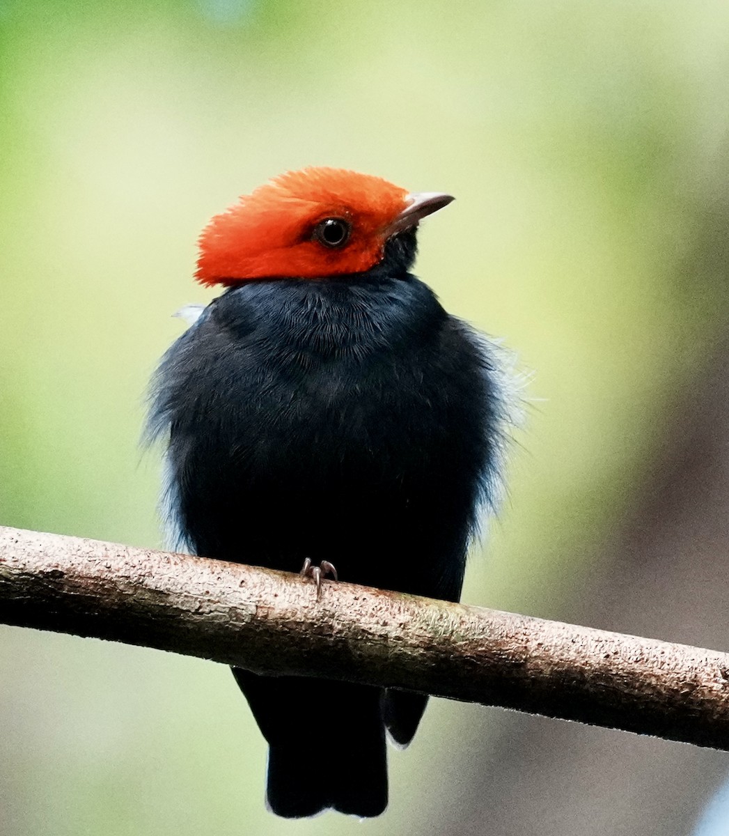 Red-headed Manakin - ML642088388