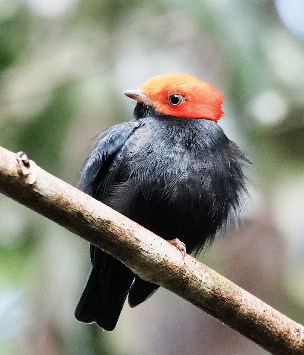 Red-headed Manakin - ML642088389