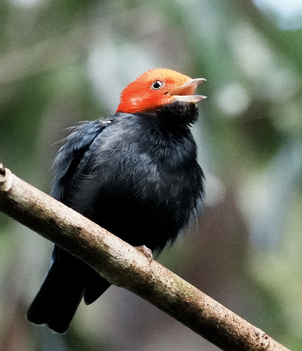 Red-headed Manakin - ML642088390