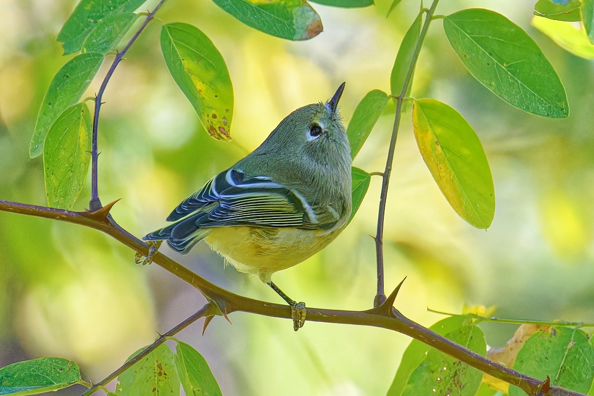 Ruby-crowned Kinglet - ML642088391