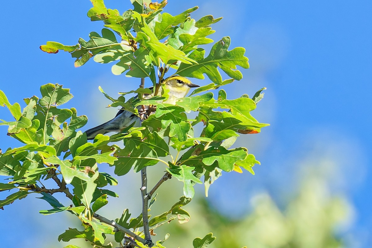 Townsend's Warbler - ML642088402