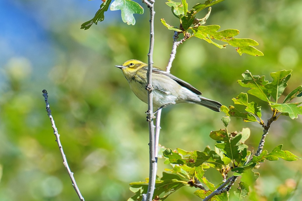Townsend's Warbler - ML642088403