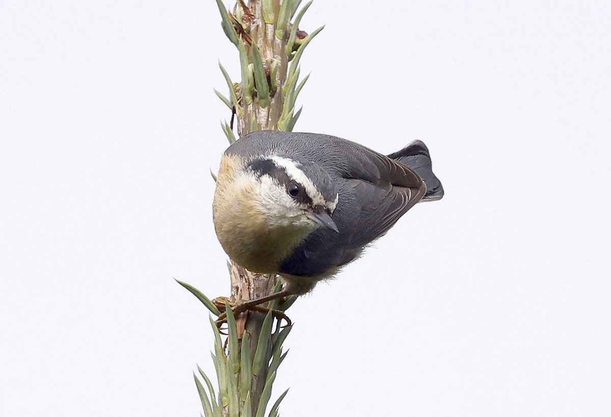 Red-breasted Nuthatch - ML642088404
