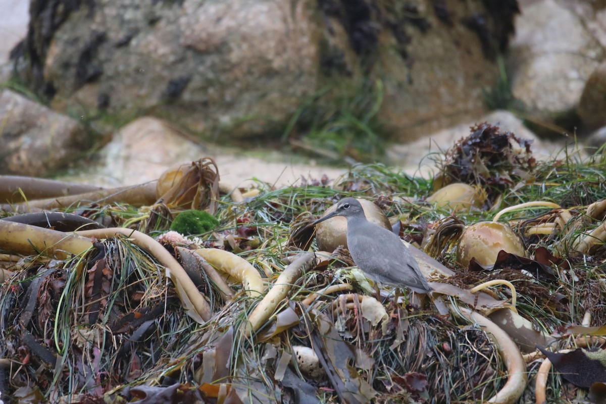 Wandering Tattler - ML642088408