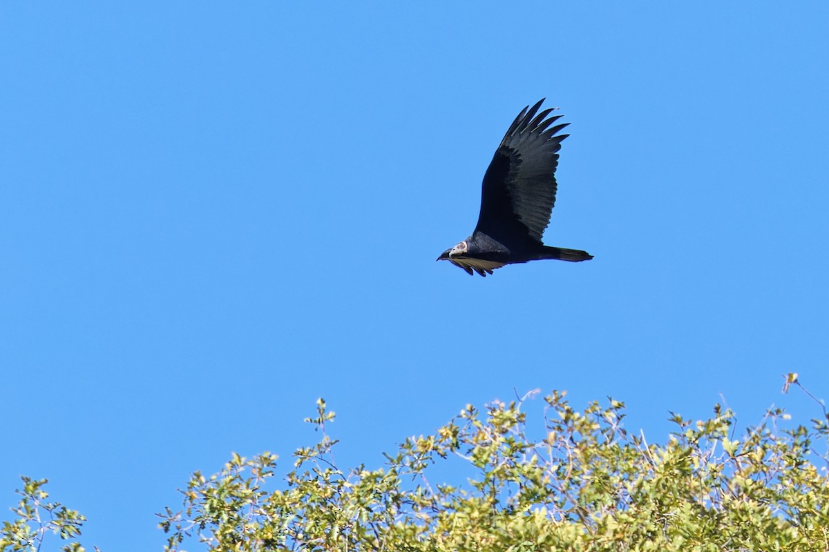 Turkey Vulture - ML642088410