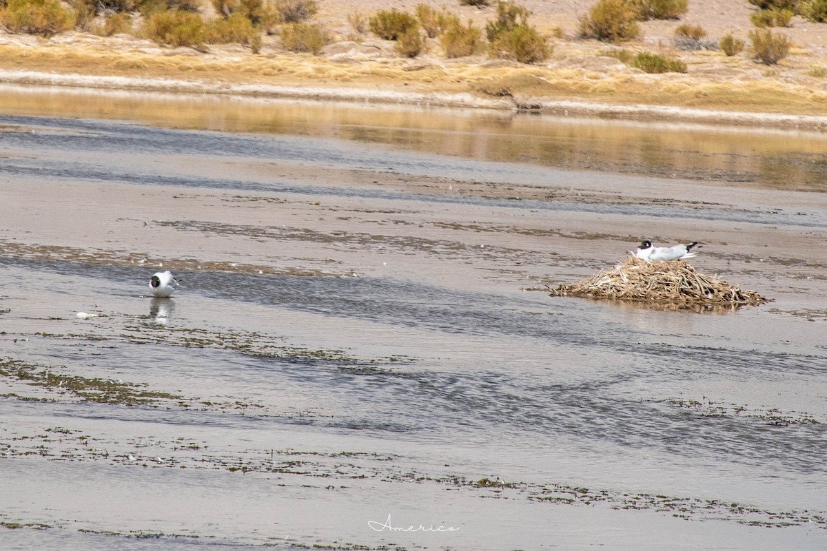 Andean Gull - ML642088431
