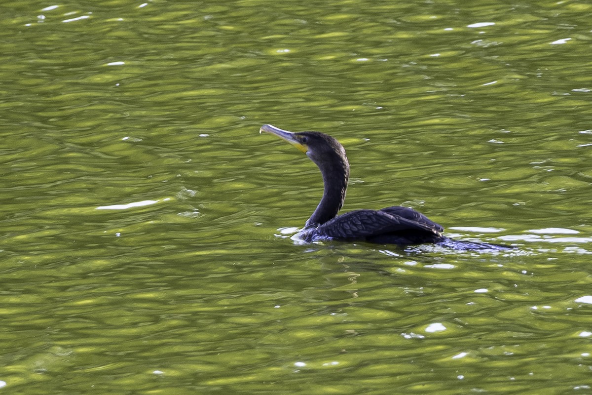 Cormorán Orejudo - ML642088443