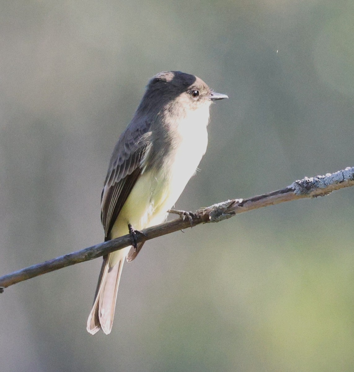 Eastern Phoebe - ML642088455