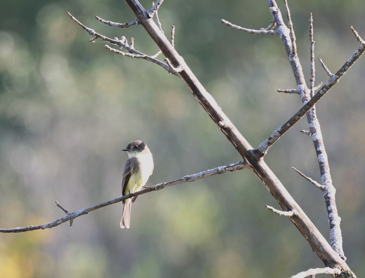 Eastern Phoebe - ML642088456