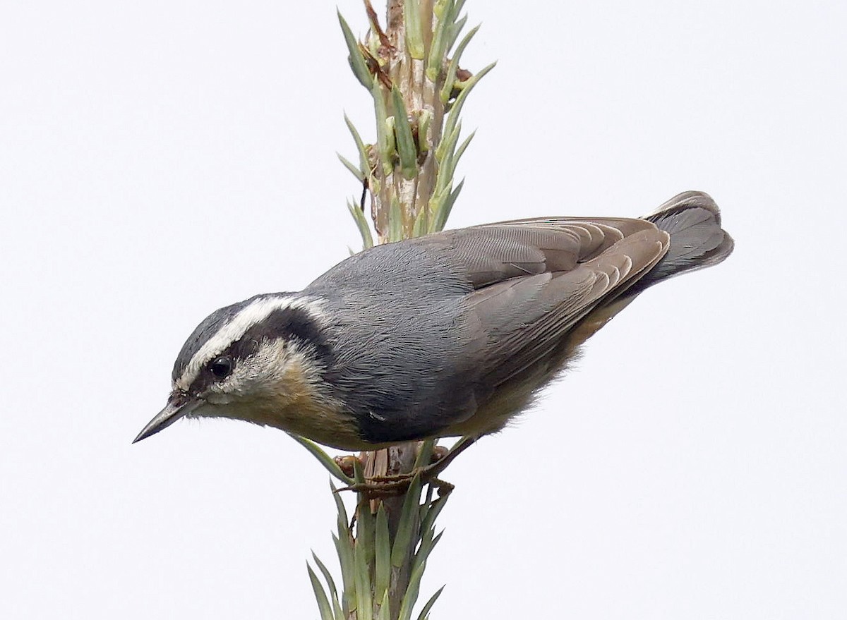 Red-breasted Nuthatch - ML642088458