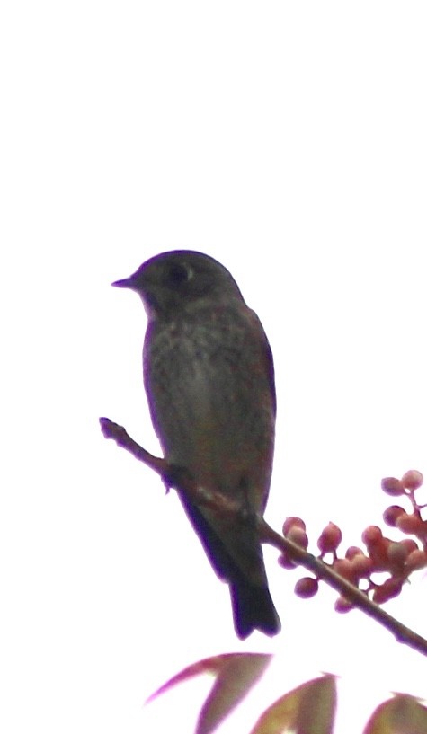 Dark-sided Flycatcher - ML642088525