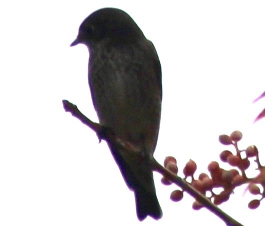 Dark-sided Flycatcher - ML642088526