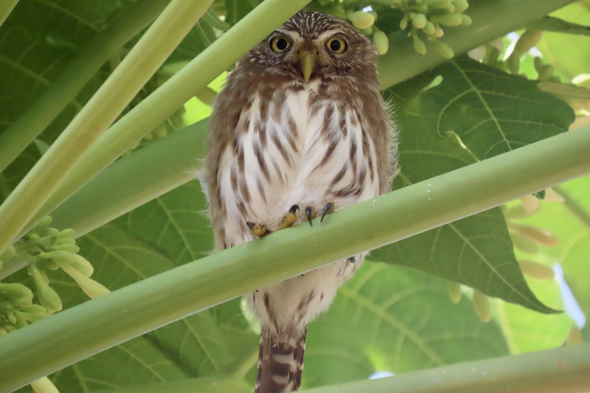 Ferruginous Pygmy-Owl - ML642088527