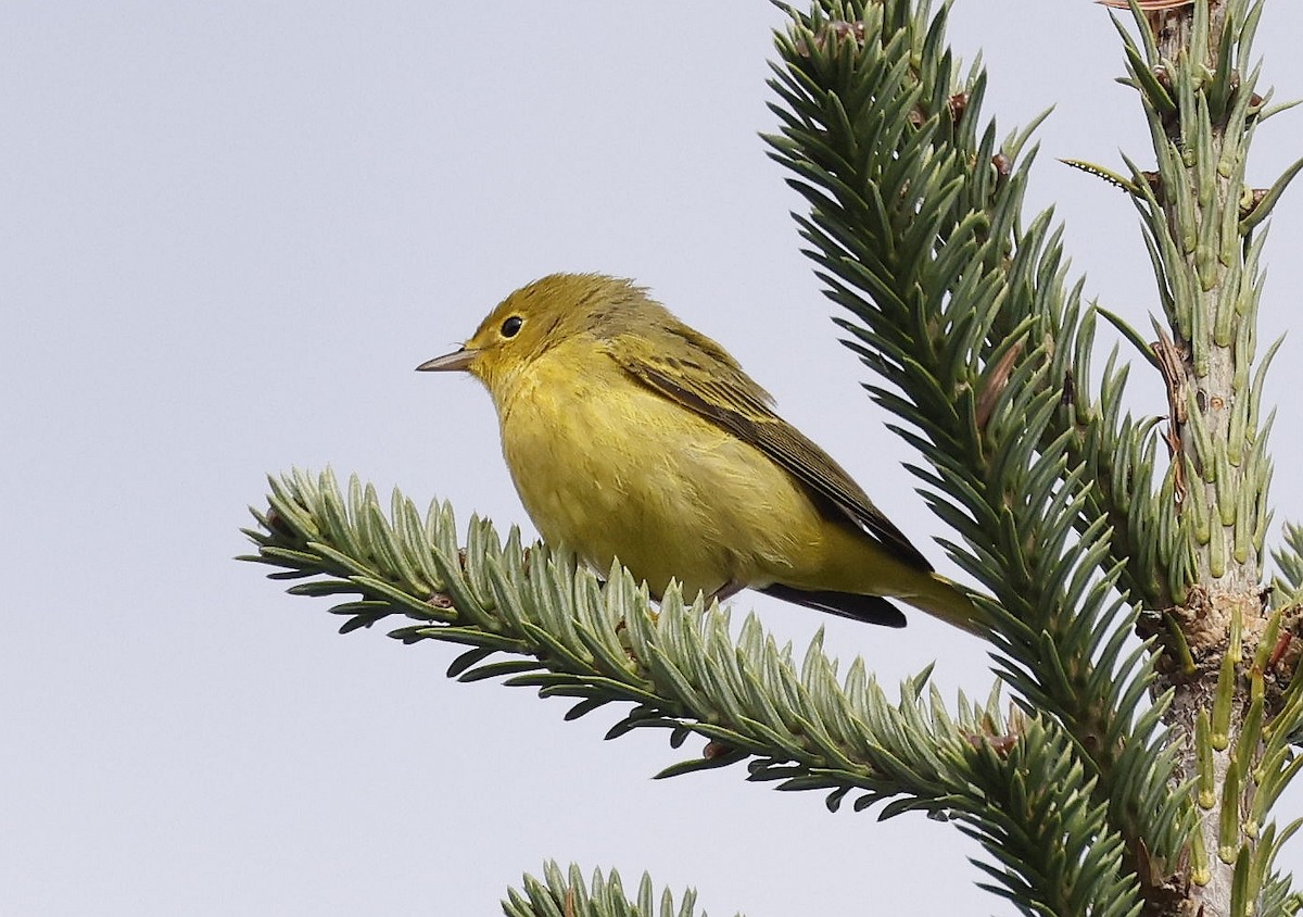 Yellow Warbler - ML642088536