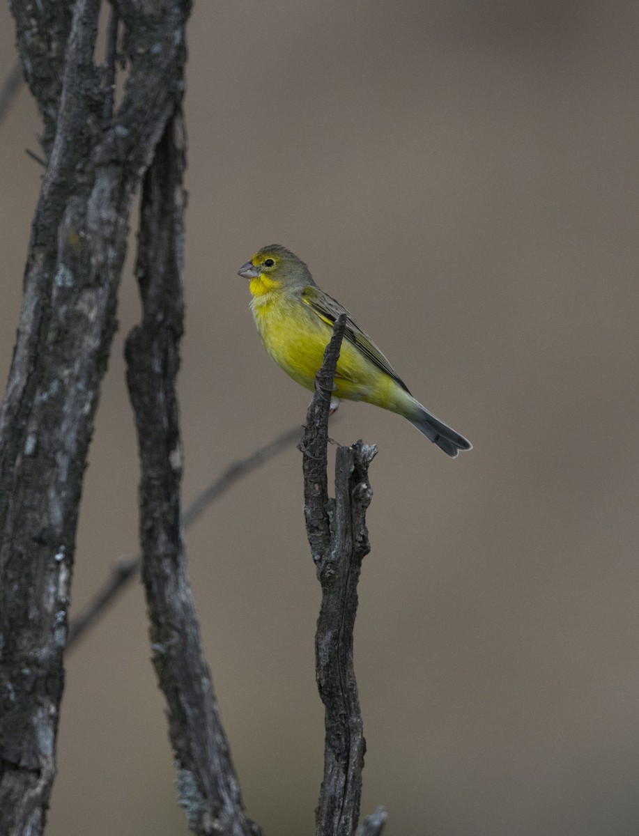 Grassland Yellow-Finch - ML642088537