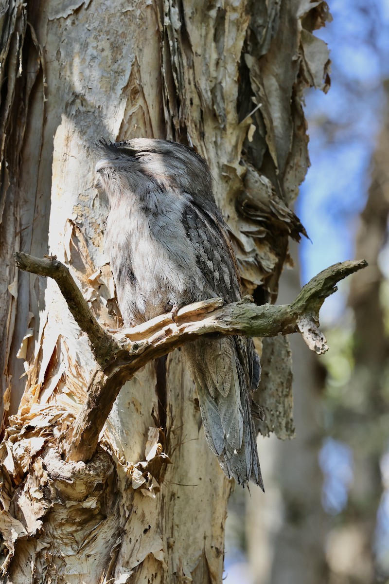 Tawny Frogmouth - ML642088545