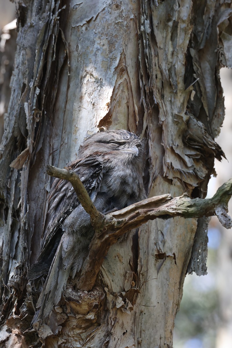 Tawny Frogmouth - ML642088547