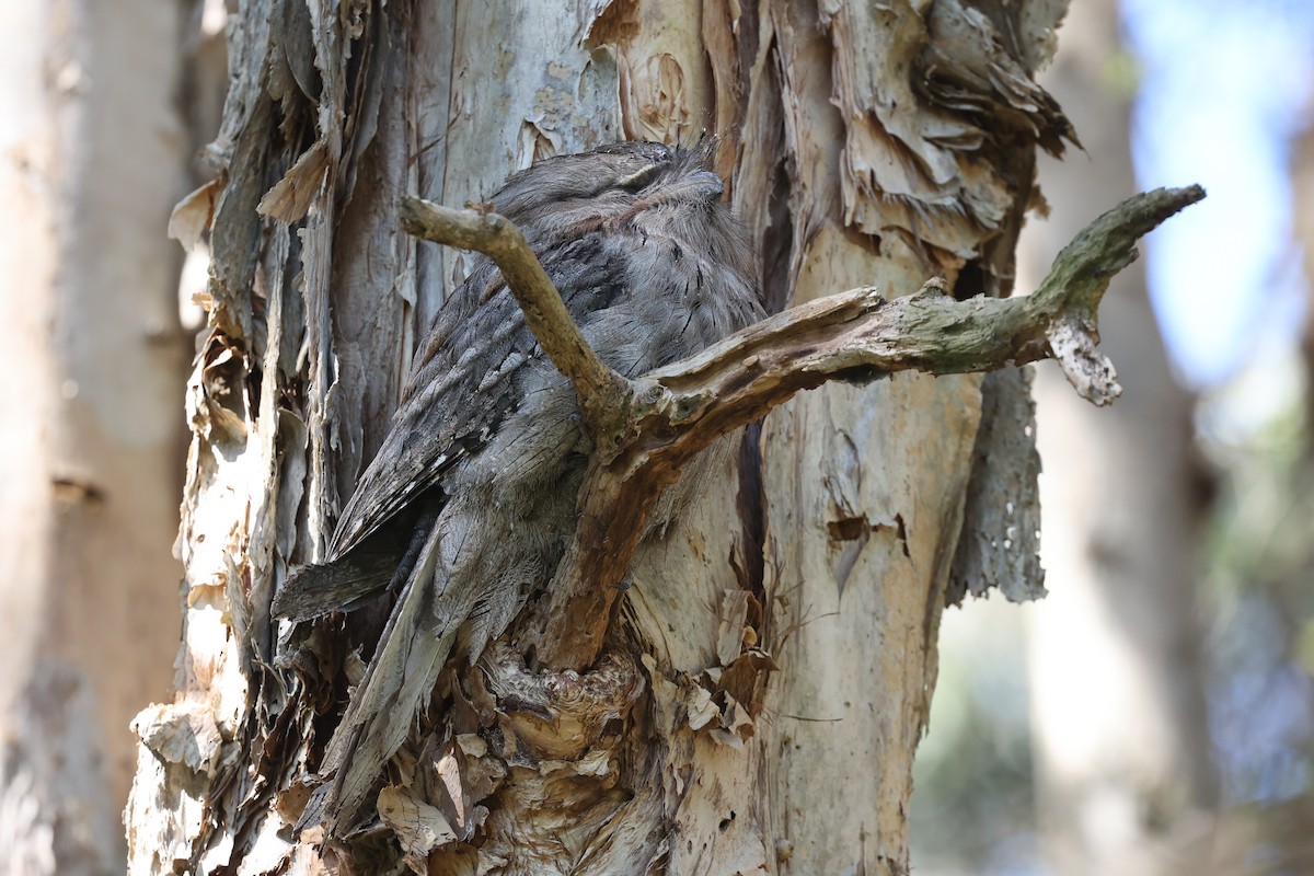 Tawny Frogmouth - ML642088548