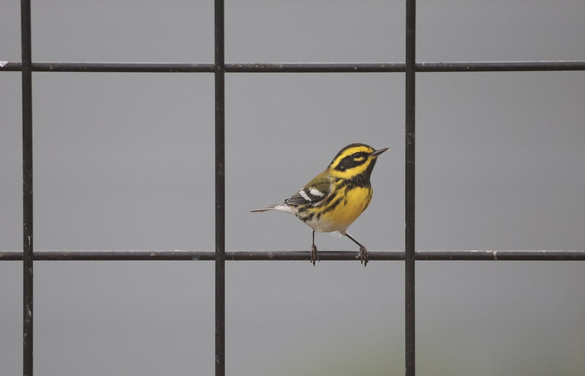 Townsend's Warbler - ML642088558
