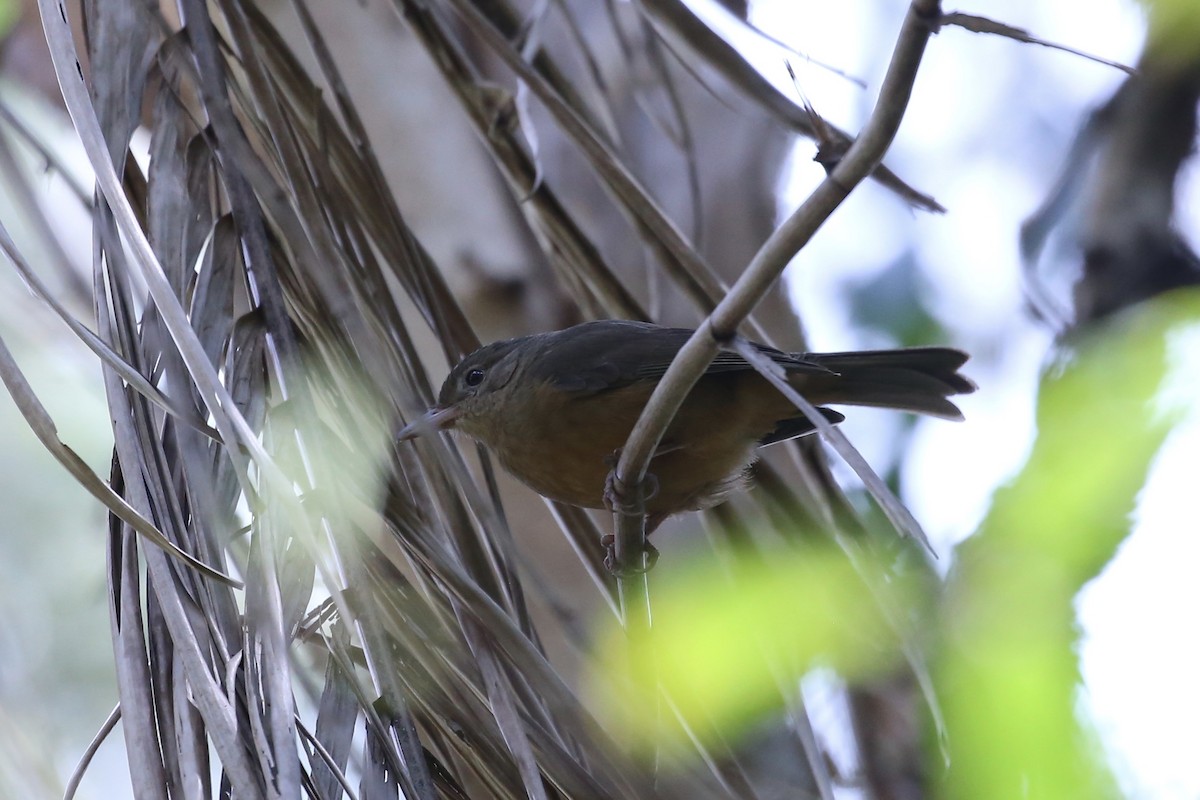 Rufous Shrikethrush - ML642088567