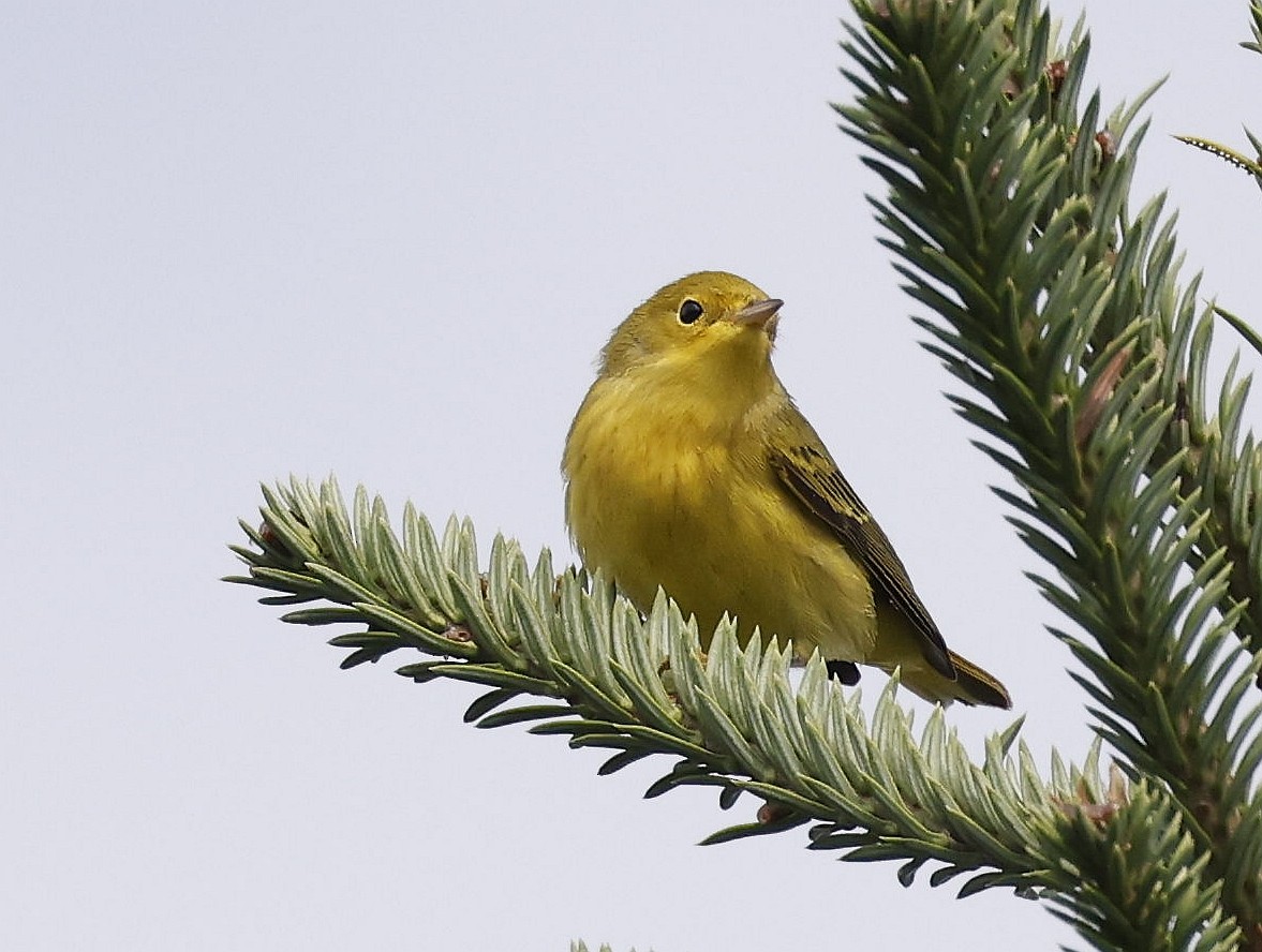 Yellow Warbler - ML642088571