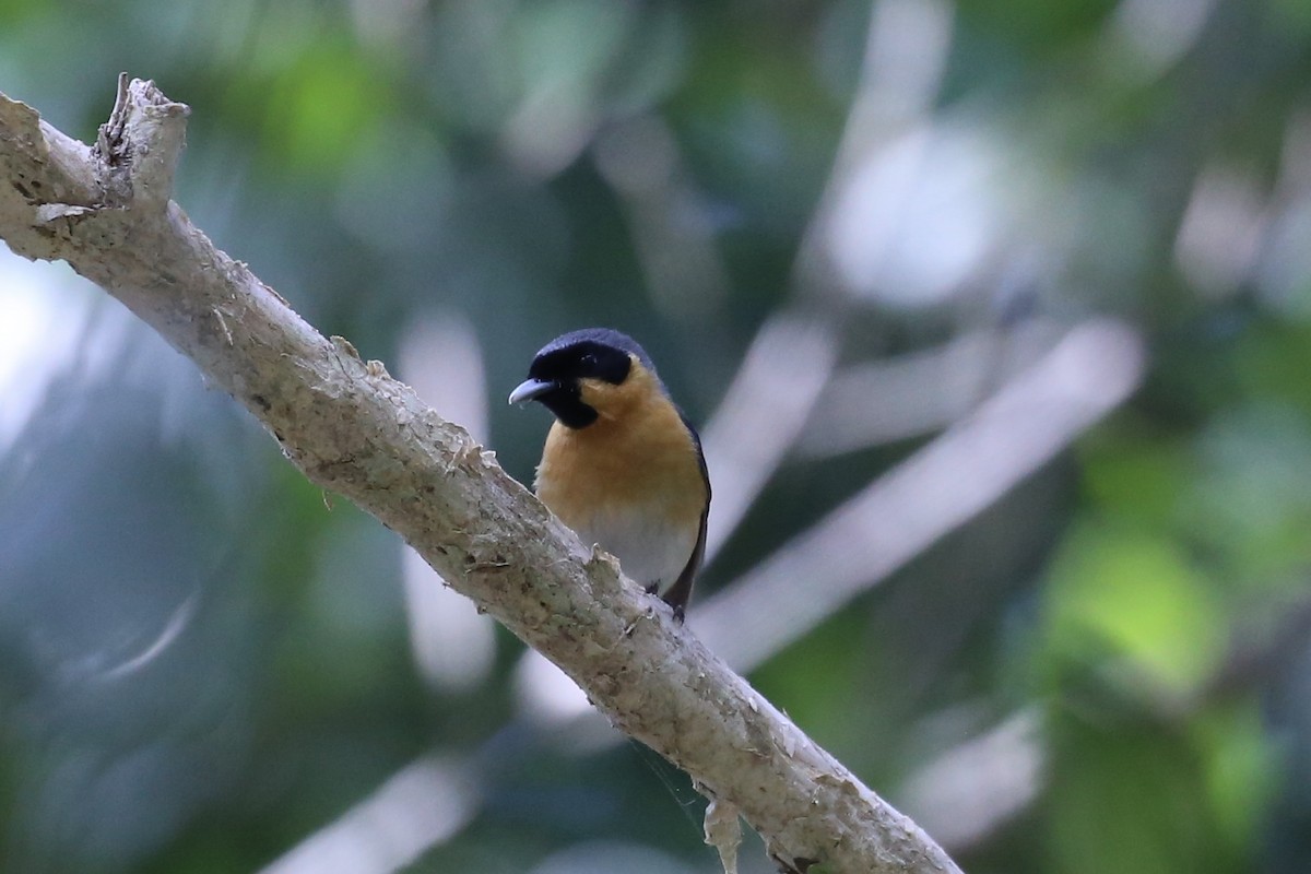 Australian Spectacled Monarch - ML642088580