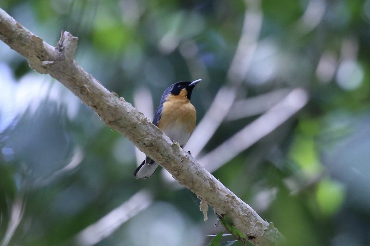 Australian Spectacled Monarch - ML642088581