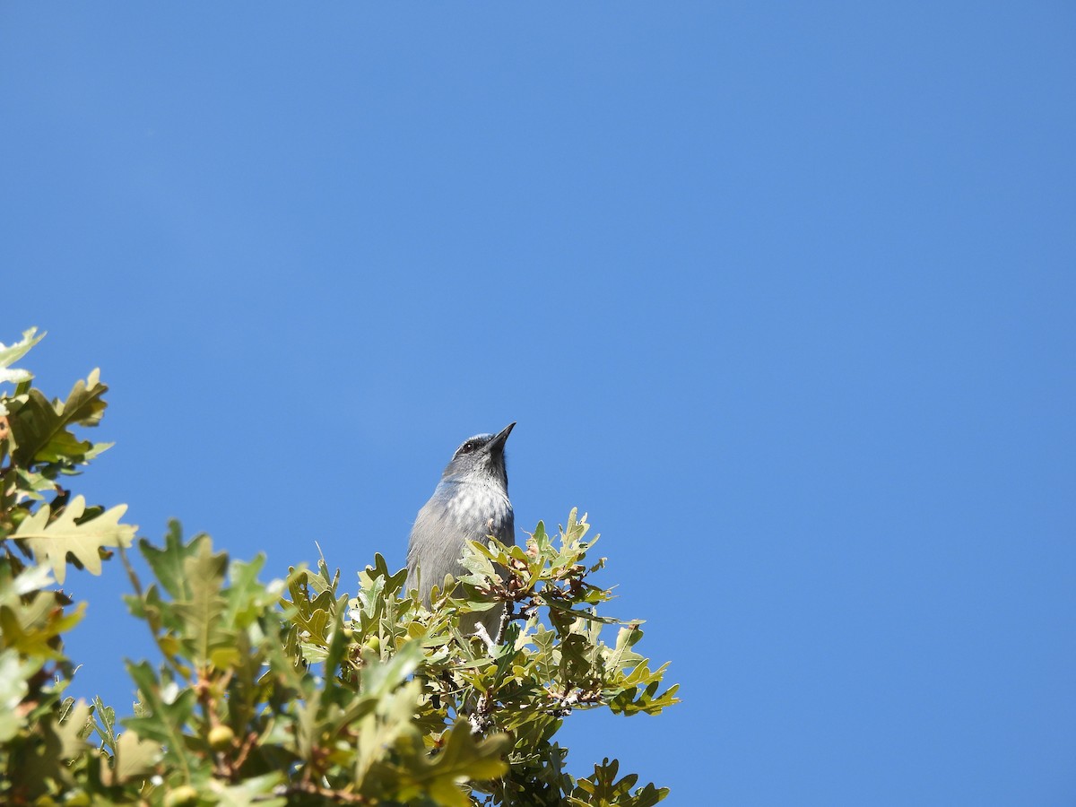 Woodhouse's Scrub-Jay - ML642088590