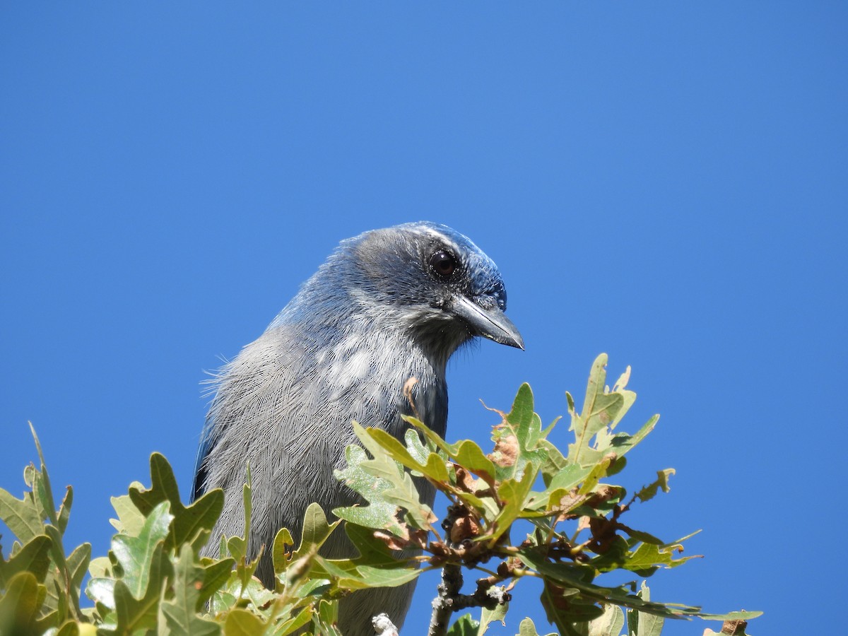 Woodhouse's Scrub-Jay - ML642088591