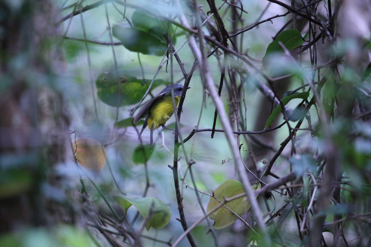 Eastern Yellow Robin - ML642088593