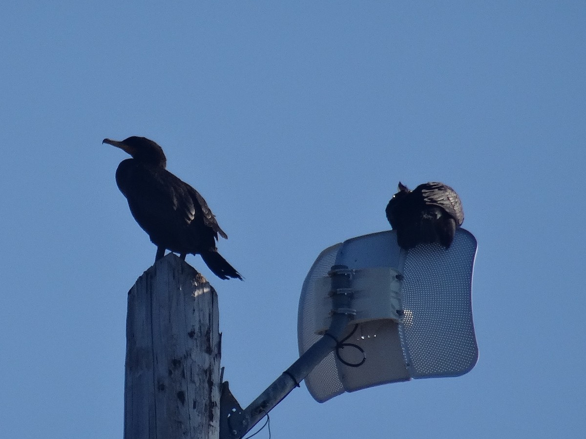 Cormorán Orejudo - ML642088607