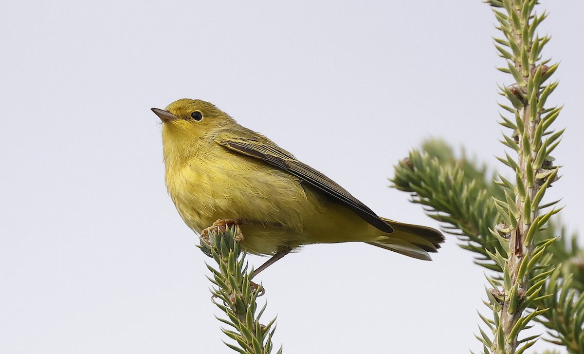 Yellow Warbler - ML642088615