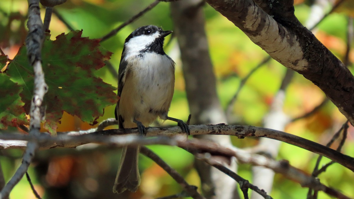 Black-capped Chickadee - ML642088626