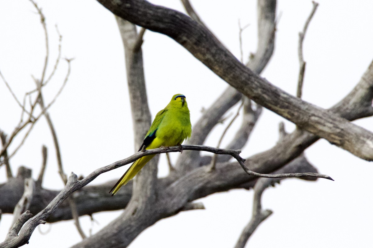 Elegant Parrot - ML642088628