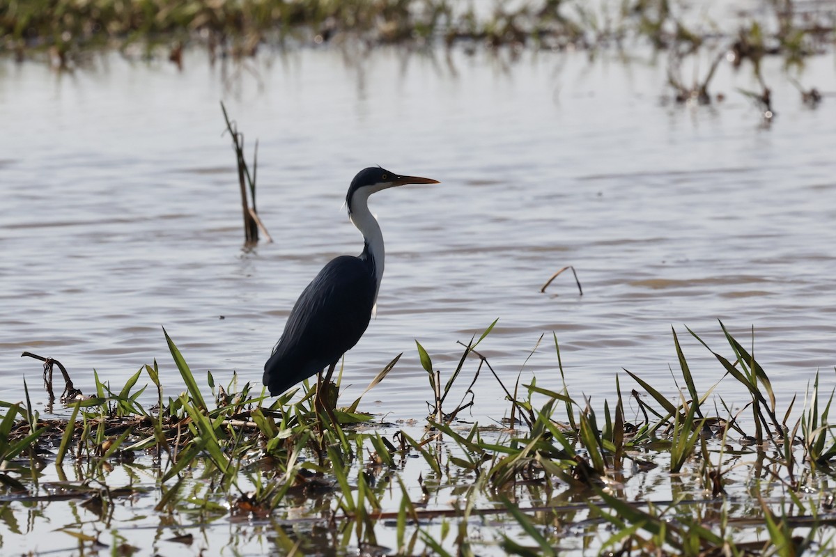 Pied Heron - ML642088646