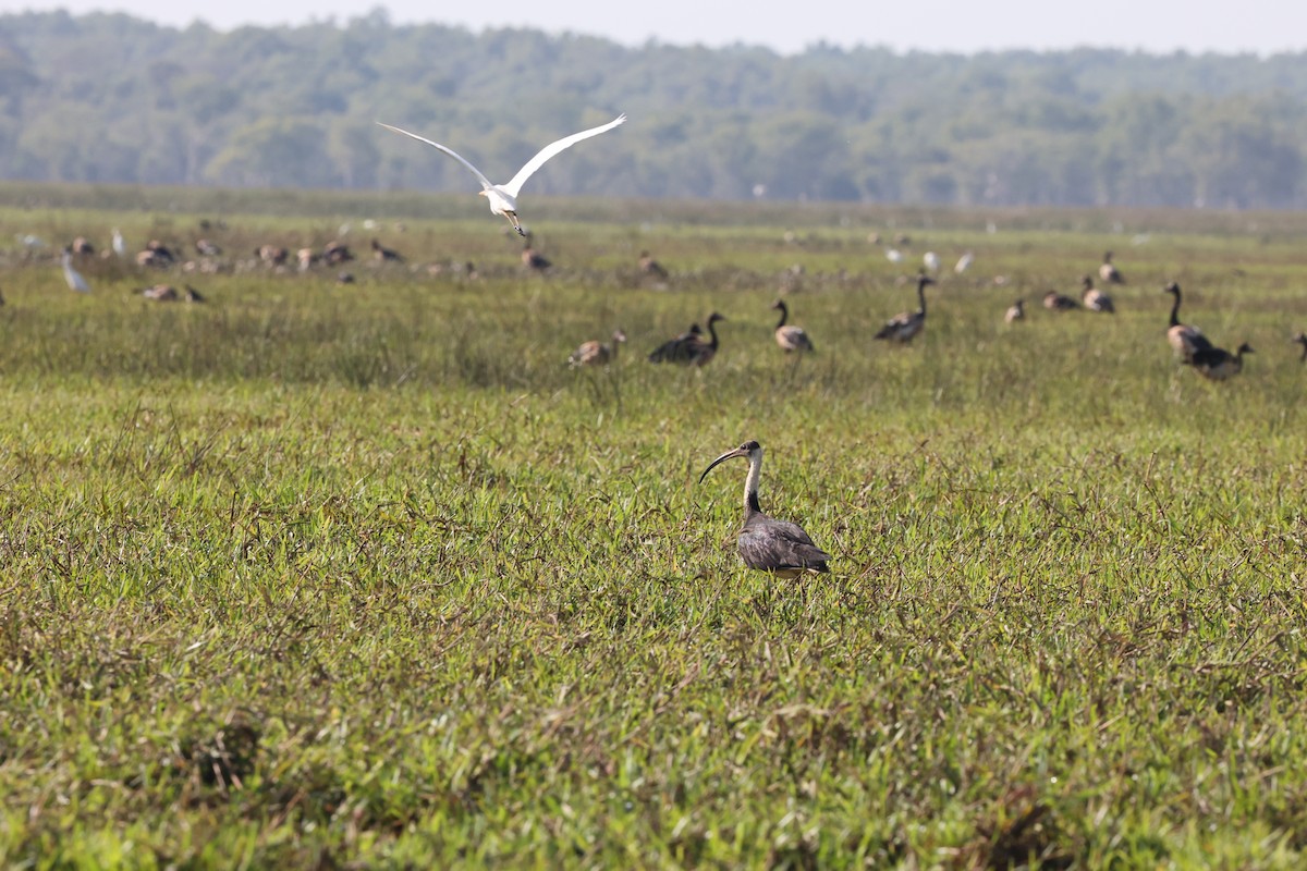 Straw-necked Ibis - ML642088650