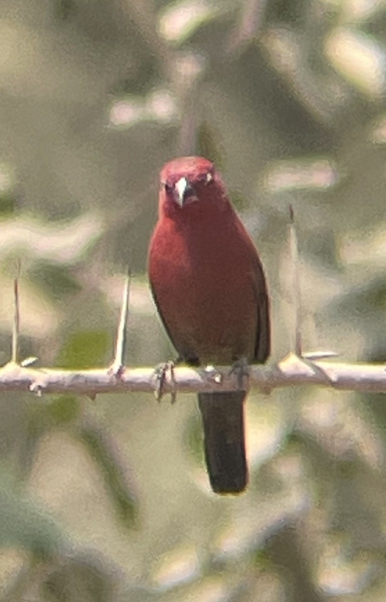 African Firefinch - ML642088654