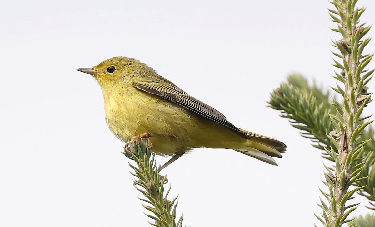 Yellow Warbler - ML642088677