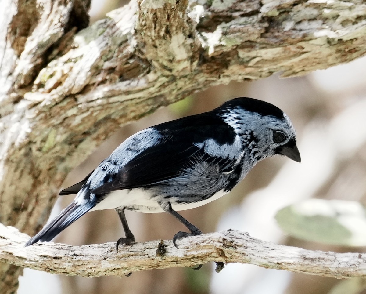 White-bellied Tanager - ML642088682