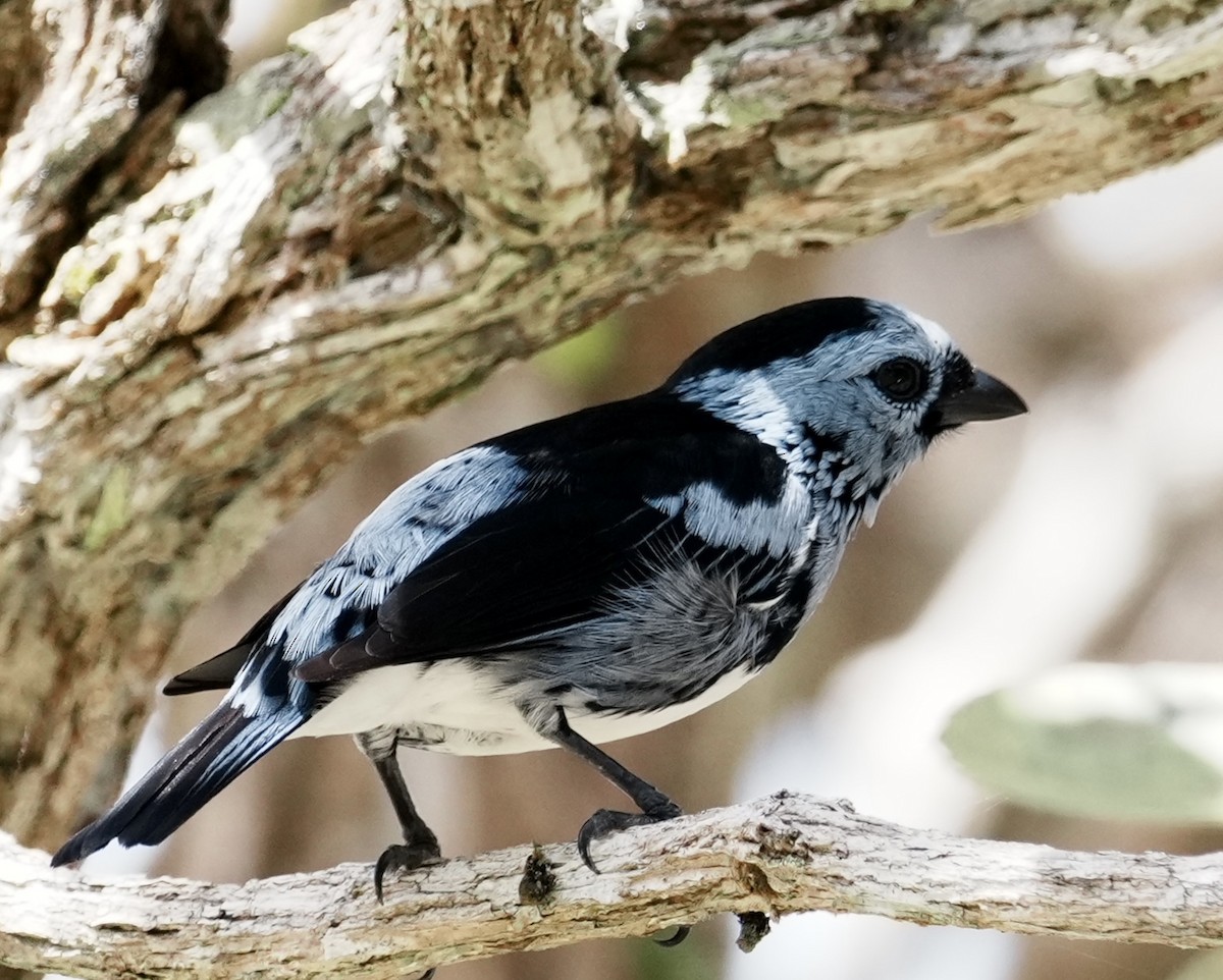 White-bellied Tanager - ML642088683