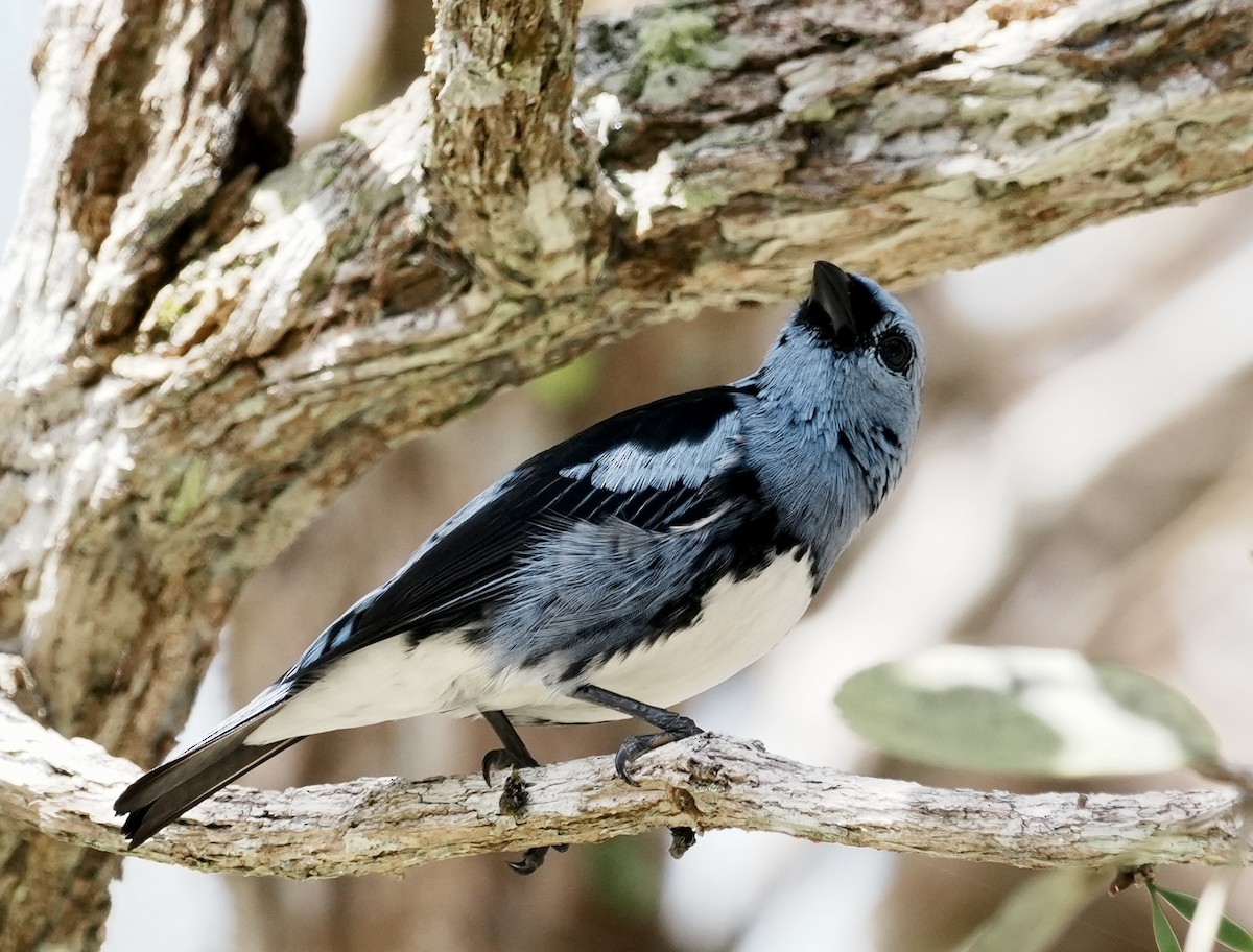 White-bellied Tanager - ML642088684