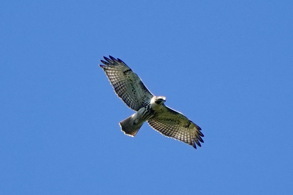 Red-tailed Hawk - ML642088688