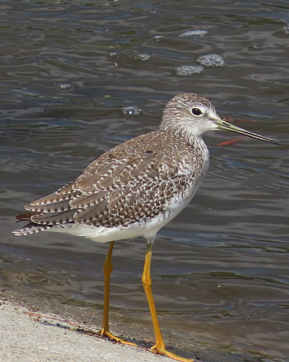 Greater Yellowlegs - ML642088689