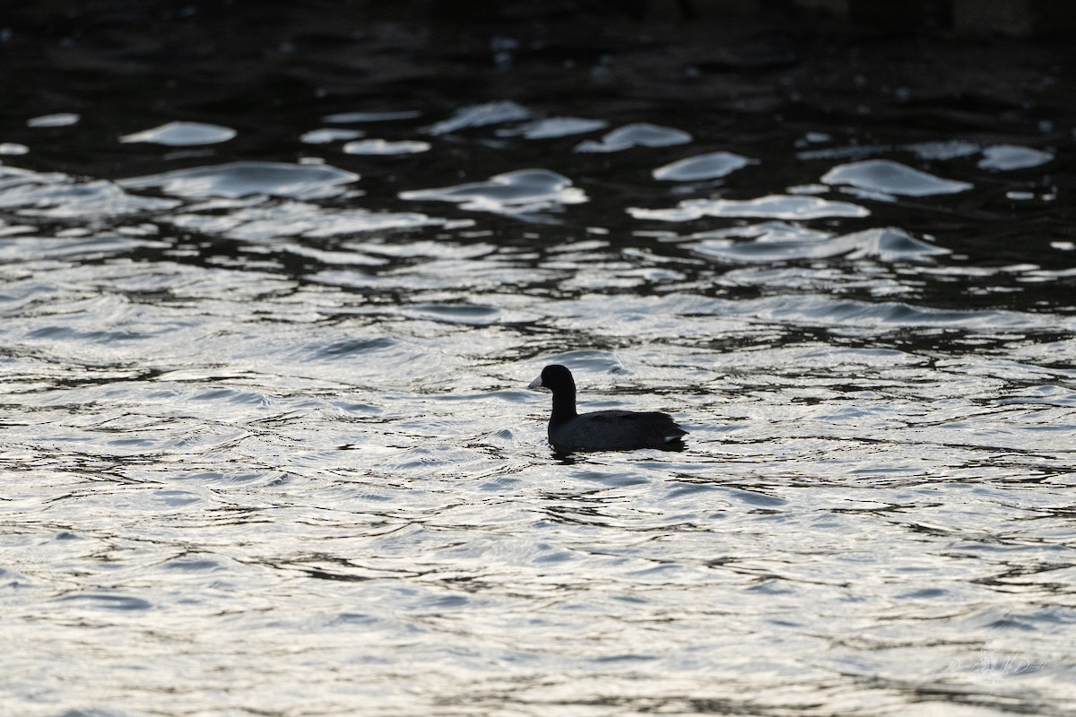 American Coot - ML642088701
