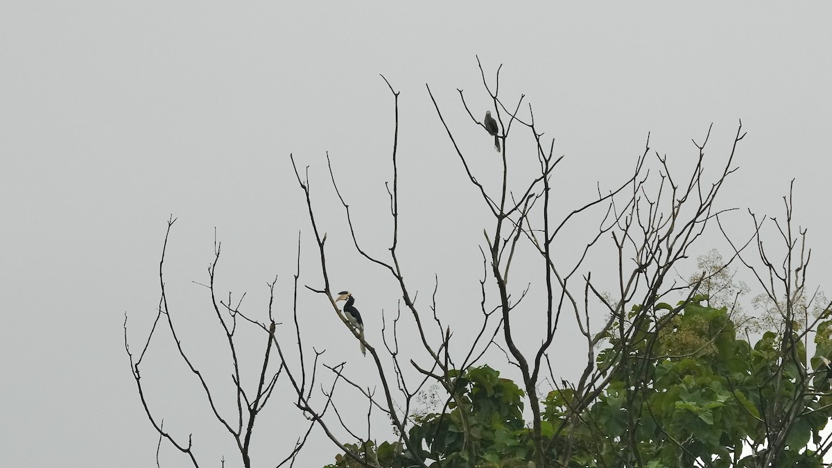Malabar Gray Hornbill - ML642088704