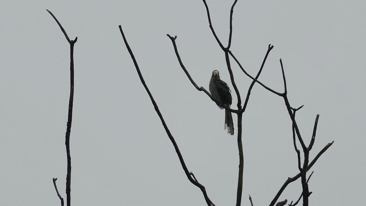 Malabar Gray Hornbill - ML642088712