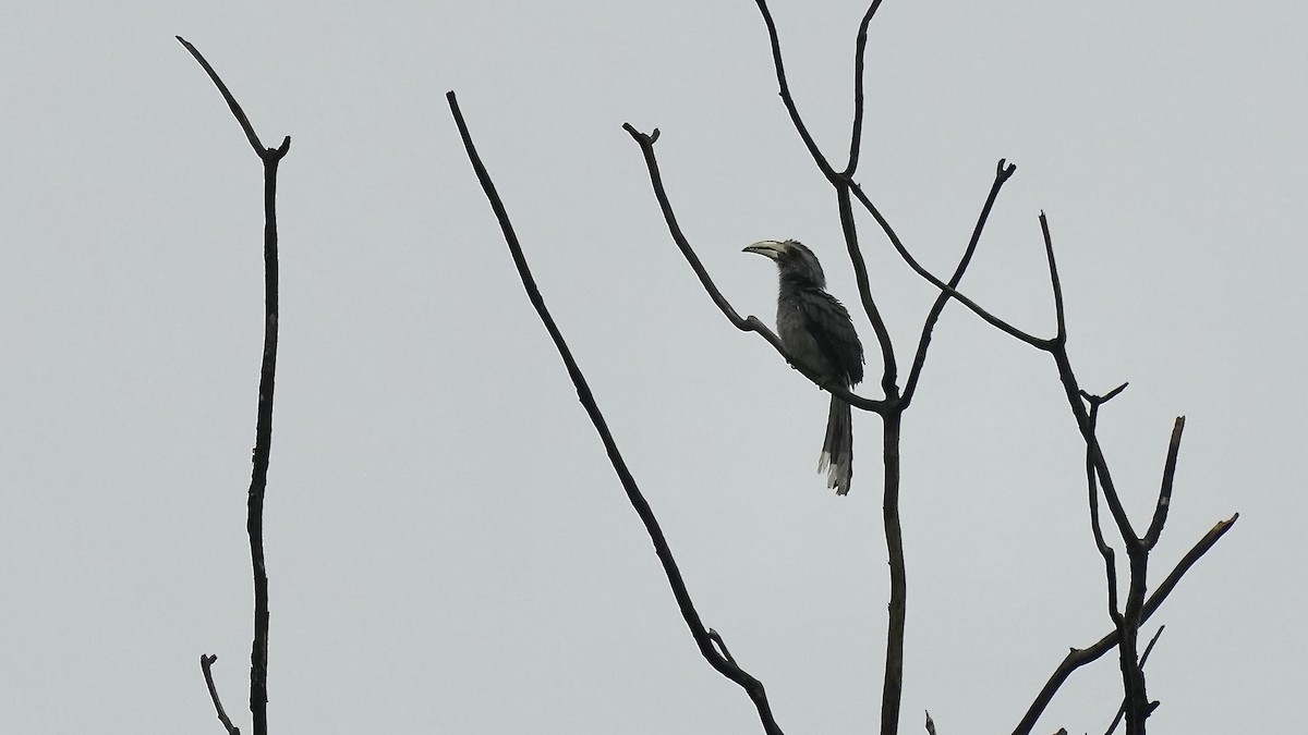 Malabar Gray Hornbill - ML642088714