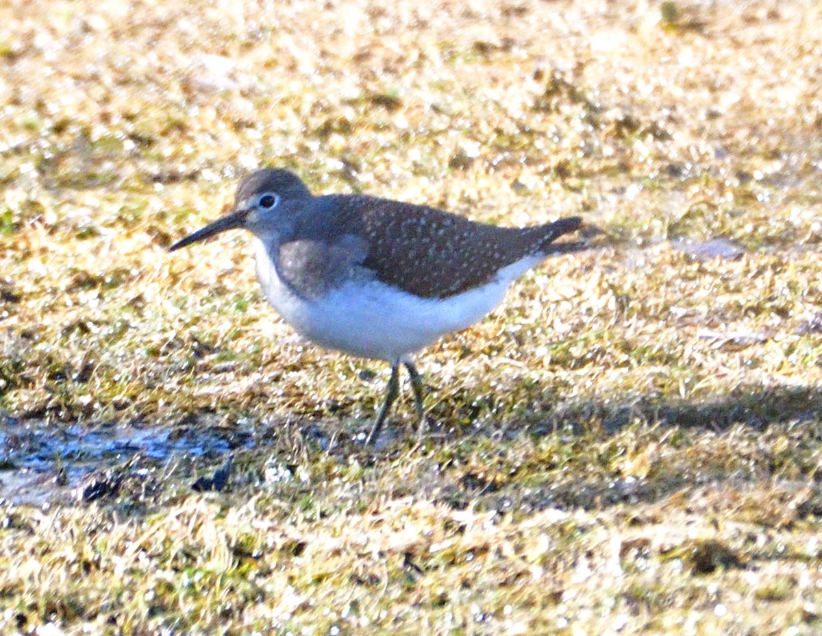 Solitary Sandpiper - ML642088734