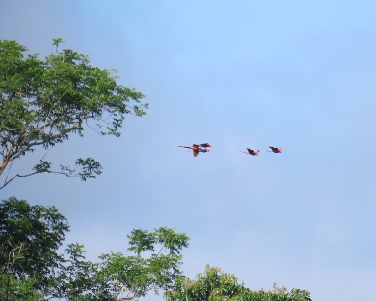 Scarlet Macaw - ML642088749