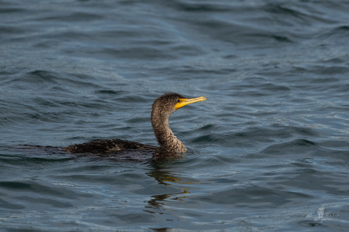 Cormorán Orejudo - ML642088751